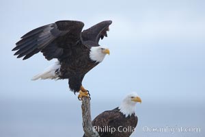 Bald eagle, atop wooden perch, overcast and snowy skies, Haliaeetus leucocephalus, Haliaeetus leucocephalus washingtoniensis, Kachemak Bay, Homer, Alaska