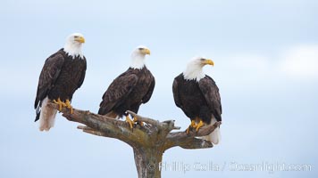 Bald eagles gather together on wooden perch, Haliaeetus leucocephalus, Haliaeetus leucocephalus washingtoniensis, Kachemak Bay, Homer, Alaska