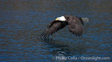 Bald eagle, flying low over the water, Haliaeetus leucocephalus, Haliaeetus leucocephalus washingtoniensis, Kenai Peninsula, Alaska