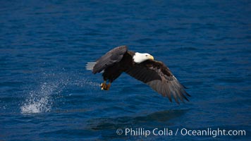 Bald eagle, makes a splash while in flight as it takes a fish out of the water, Haliaeetus leucocephalus, Haliaeetus leucocephalus washingtoniensis, Kenai Peninsula, Alaska