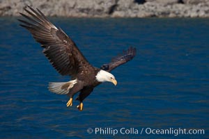 Bald eagle, flying low over the water, Haliaeetus leucocephalus, Haliaeetus leucocephalus washingtoniensis, Kenai Peninsula, Alaska