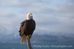 Bald eagle, on perch at sunrise, Kenai Mountains and Kachemak Bay in the background, Haliaeetus leucocephalus, Haliaeetus leucocephalus washingtoniensis, Homer, Alaska