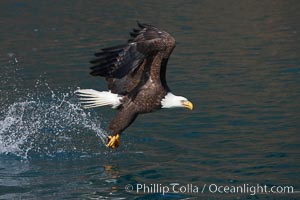 Bald eagle, makes a splash while in flight as it takes a fish out of the water, Haliaeetus leucocephalus, Haliaeetus leucocephalus washingtoniensis, Kenai Peninsula, Alaska