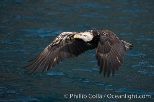 Bald eagle, flying low over the water, Haliaeetus leucocephalus, Haliaeetus leucocephalus washingtoniensis, Kenai Peninsula, Alaska