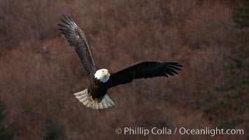 Bald eagle, wings outstretched, red foliage background, Haliaeetus leucocephalus, Haliaeetus leucocephalus washingtoniensis, Kenai Peninsula, Alaska