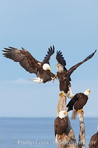 Bald eagles jostle for position on a wood perch, Haliaeetus leucocephalus, Haliaeetus leucocephalus washingtoniensis, Kachemak Bay, Homer, Alaska