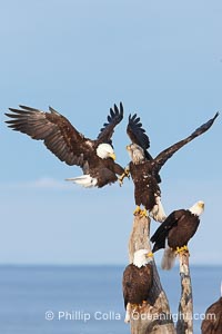 Bald eagles jostle for position on a wood perch, Haliaeetus leucocephalus, Haliaeetus leucocephalus washingtoniensis, Kachemak Bay, Homer, Alaska