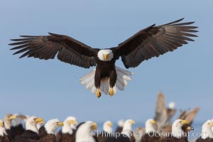 Bald eagle spreads its wings to land amid a large group of bald eagles, Haliaeetus leucocephalus, Haliaeetus leucocephalus washingtoniensis, Kachemak Bay, Homer, Alaska