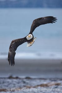 Bald eagle in flight over snow-dusted beach, Kachemak Bay.