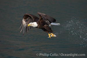 Bald eagle makes a splash while in flight as it takes a fish out of the water, Haliaeetus leucocephalus, Haliaeetus leucocephalus washingtoniensis, Kenai Peninsula, Alaska