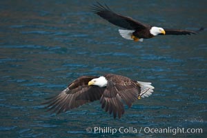 Bald eagle in flight drips water as it carries a fish in its talons that it has just pulled from the water, Haliaeetus leucocephalus, Haliaeetus leucocephalus washingtoniensis, Kenai Peninsula, Alaska