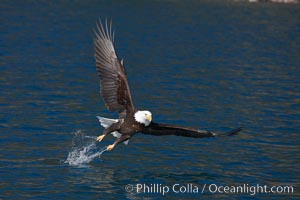 Bald eagle makes a splash while in flight as it takes a fish out of the water, Haliaeetus leucocephalus, Haliaeetus leucocephalus washingtoniensis, Kenai Peninsula, Alaska