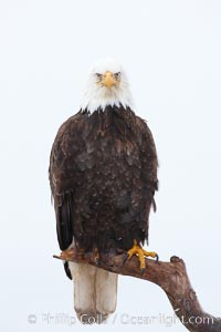 Bald eagle on wood perch, overcast sky and snow, Haliaeetus leucocephalus, Haliaeetus leucocephalus washingtoniensis, Kachemak Bay, Homer, Alaska