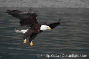 Bald eagle, flying low over the water, Haliaeetus leucocephalus, Haliaeetus leucocephalus washingtoniensis, Kenai Peninsula, Alaska