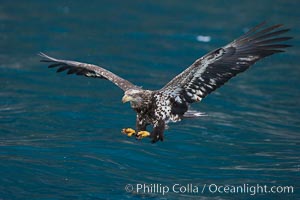 Bald eagle, flying low over the water, Haliaeetus leucocephalus, Haliaeetus leucocephalus washingtoniensis, Kenai Peninsula, Alaska