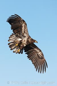 Juvenile bald eagle in flight, Haliaeetus leucocephalus, Haliaeetus leucocephalus washingtoniensis, Kachemak Bay, Homer, Alaska