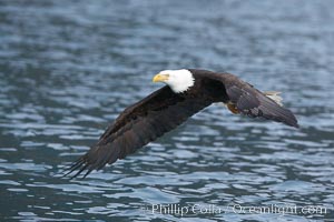 Bald eagle, flying low over the water, Haliaeetus leucocephalus, Haliaeetus leucocephalus washingtoniensis, Kenai Peninsula, Alaska