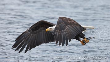 Bald eagle carrying a fish, it has just plucked out of the water, Haliaeetus leucocephalus, Haliaeetus leucocephalus washingtoniensis, Kenai Peninsula, Alaska