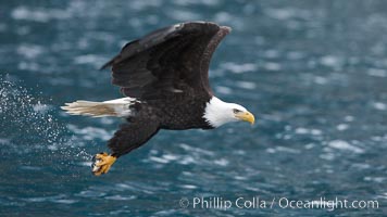 Bald eagle carrying a fish, it has just plucked out of the water, Haliaeetus leucocephalus, Haliaeetus leucocephalus washingtoniensis, Kenai Peninsula, Alaska