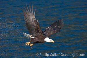 Bald eagle carrying a fish, it has just plucked out of the water, Haliaeetus leucocephalus, Haliaeetus leucocephalus washingtoniensis, Kenai Peninsula, Alaska