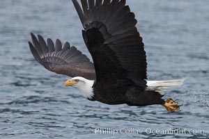 Bald eagle carrying a fish, it has just plucked out of the water, Haliaeetus leucocephalus, Haliaeetus leucocephalus washingtoniensis, Kenai Peninsula, Alaska