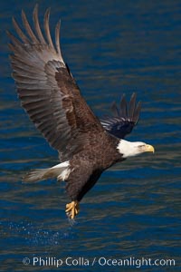 Bald eagle carrying a fish, it has just plucked out of the water, Haliaeetus leucocephalus, Haliaeetus leucocephalus washingtoniensis, Kenai Peninsula, Alaska