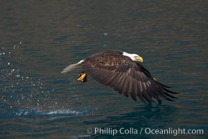 Bald eagle carrying a fish, it has just plucked out of the water, Haliaeetus leucocephalus, Haliaeetus leucocephalus washingtoniensis, Kenai Peninsula, Alaska