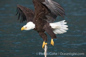 Bald eagle carrying a fish, it has just plucked out of the water, Haliaeetus leucocephalus, Haliaeetus leucocephalus washingtoniensis, Kenai Peninsula, Alaska