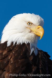 Bald eagle, closeup of head and shoulders showing distinctive white head feathers, yellow beak and brown body and wings, Haliaeetus leucocephalus, Haliaeetus leucocephalus washingtoniensis, Kachemak Bay, Homer, Alaska