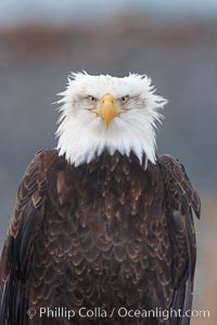 Bald eagle, closeup of head and shoulders showing distinctive white head feathers, yellow beak and brown body and wings.