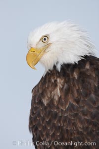 Bald eagle, closeup of head and shoulders showing distinctive white head feathers, yellow beak and brown body and wings, Haliaeetus leucocephalus, Haliaeetus leucocephalus washingtoniensis, Kachemak Bay, Homer, Alaska