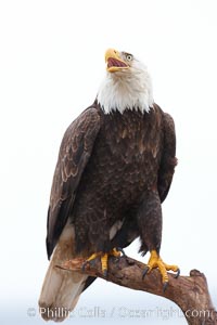 Bald eagle on wood perch, calling, vocalizing, overcast sky and snow, Haliaeetus leucocephalus, Haliaeetus leucocephalus washingtoniensis, Kachemak Bay, Homer, Alaska