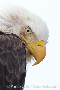 Bald eagle, closeup of head and shoulders showing distinctive white head feathers, yellow beak and brown body and wings, Haliaeetus leucocephalus, Haliaeetus leucocephalus washingtoniensis, Kachemak Bay, Homer, Alaska