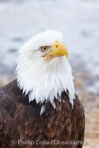 Bald eagle, closeup of head and shoulders showing distinctive white head feathers, yellow beak and brown body and wings, Haliaeetus leucocephalus, Haliaeetus leucocephalus washingtoniensis, Kachemak Bay, Homer, Alaska