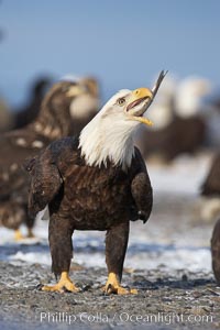 Bald eagle eating a fish, standing on snow-covered ground, other bald eagles visible in background, Haliaeetus leucocephalus, Haliaeetus leucocephalus washingtoniensis, Kachemak Bay, Homer, Alaska