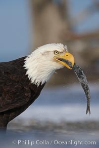 Bald eagle eating a fish, standing on snow-covered ground, other bald eagles visible in background, Haliaeetus leucocephalus, Haliaeetus leucocephalus washingtoniensis, Kachemak Bay, Homer, Alaska