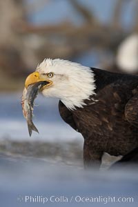 Bald eagle eating a fish, standing on snow-covered ground, other bald eagles visible in background, Haliaeetus leucocephalus, Haliaeetus leucocephalus washingtoniensis, Kachemak Bay, Homer, Alaska