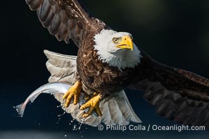 Bald eagle in flight carries a hake fish it has just caught. Hake fish migrate deep in sea channels but strong tidal currents such as those at Arran Rapids lift the hake to the surface where eagles can catch them, Haliaeetus leucocephalus, Stuart Island, British Columbia, Canada