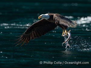 Bald eagle in flight carries a hake fish it has just caught. Hake fish migrate deep in sea channels but strong tidal currents such as those at Arran Rapids lift the hake to the surface where eagles can catch them, Haliaeetus leucocephalus, Stuart Island, British Columbia, Canada