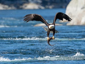 Bald eagle in flight carries a hake fish it has just caught. Hake fish migrate deep in sea channels but strong tidal currents such as those at Arran Rapids lift the hake to the surface where eagles can catch them, Haliaeetus leucocephalus, Stuart Island, British Columbia, Canada
