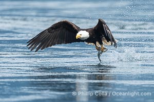 Bald eagle in flight carries a hake fish it has just caught. Hake fish migrate deep in sea channels but strong tidal currents such as those at Arran Rapids lift the hake to the surface where eagles can catch them, Haliaeetus leucocephalus, Stuart Island, British Columbia, Canada