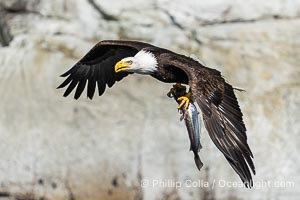 Bald eagle in flight carries a hake fish it has just caught. Hake fish migrate deep in sea channels but strong tidal currents such as those at Arran Rapids lift the hake to the surface where eagles can catch them, Haliaeetus leucocephalus, Stuart Island, British Columbia, Canada