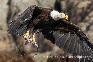 Bald eagle in flight carries a hake fish it has just caught. Hake fish migrate deep in sea channels but strong tidal currents such as those at Arran Rapids lift the hake to the surface where eagles can catch them, Haliaeetus leucocephalus, Stuart Island, British Columbia, Canada