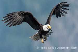 Bald eagle in flight carries a hake fish it has just caught. Hake fish migrate deep in sea channels but strong tidal currents such as those at Arran Rapids lift the hake to the surface where eagles can catch them, Haliaeetus leucocephalus, Stuart Island, British Columbia, Canada