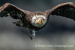 Bald eagle in flight carries a hake fish it has just caught. Hake fish migrate deep in sea channels but strong tidal currents such as those at Arran Rapids lift the hake to the surface where eagles can catch them, Haliaeetus leucocephalus, Stuart Island, British Columbia, Canada