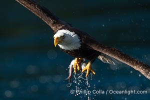 Bald eagle in flight carries a hake fish it has just caught. Hake fish migrate deep in sea channels but strong tidal currents such as those at Arran Rapids lift the hake to the surface where eagles can catch them, Haliaeetus leucocephalus, Stuart Island, British Columbia, Canada