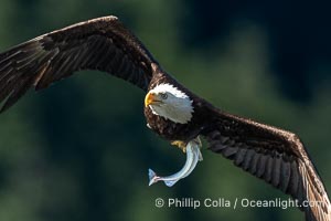 Bald eagle in flight carries a hake fish it has just caught. Hake fish migrate deep in sea channels but strong tidal currents such as those at Arran Rapids lift the hake to the surface where eagles can catch them, Haliaeetus leucocephalus, Stuart Island, British Columbia, Canada