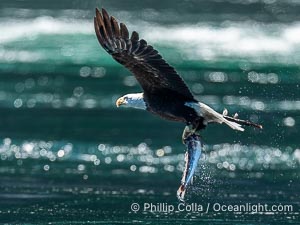 Bald eagle in flight carries a hake fish it has just caught. Hake fish migrate deep in sea channels but strong tidal currents such as those at Arran Rapids lift the hake to the surface where eagles can catch them, Haliaeetus leucocephalus, Stuart Island, British Columbia, Canada