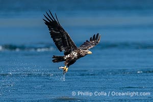 Bald eagle in flight carries a hake fish it has just caught. Hake fish migrate deep in sea channels but strong tidal currents such as those at Arran Rapids lift the hake to the surface where eagles can catch them, Haliaeetus leucocephalus, Stuart Island, British Columbia, Canada