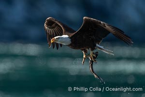 Bald eagle in flight carries a hake fish it has just caught. Hake fish migrate deep in sea channels but strong tidal currents such as those at Arran Rapids lift the hake to the surface where eagles can catch them, Haliaeetus leucocephalus, Stuart Island, British Columbia, Canada